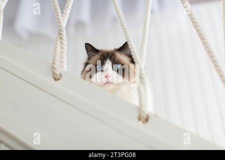 Beautiful young white purebred Ragdoll cat with blue eyes, at home. Stock Photo