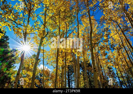 Sun shining through fall Aspens displaying golden leaves. Hart Prairie Loop Trail, Flagstaff, AZ Stock Photo