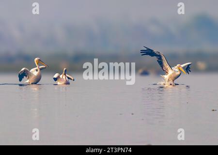 Great White Pelican landing in a lake Stock Photo