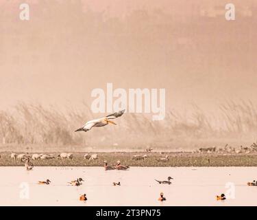 A Great White Pelican landing in a wet land Stock Photo