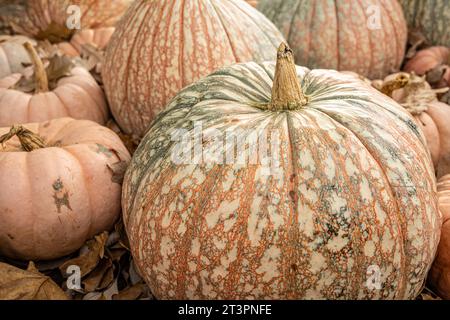 Variegated One-Too-Many hybrid pumpkins at the Atlanta Botanical Garden's fall display in Midtown Atlanta, Georgia. (USA) Stock Photo