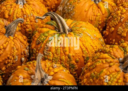 Knotty pumpkin fall display at the Atlanta Botanical Garden in Midtown Atlanta, Georgia. (USA) Stock Photo