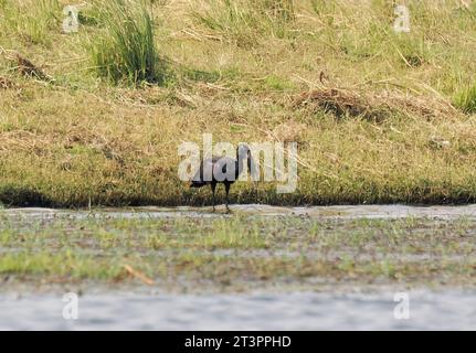 African openbill, Glanzklaffschnabel, Bec-ouvert africain, Anastomus lamelligerus lamelligerus, afrikai tátogatógólya, Chobe National Park, Botswana Stock Photo