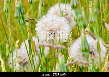 Goatsbeard or Goat's-beard (tragopogon pratensis), close up showing the large seedhead of the plant surrounded by unopened ones. Stock Photo