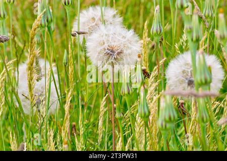 Goatsbeard or Goat's-beard (tragopogon pratensis), close up showing the large seedhead of the plant surrounded by unopened ones. Stock Photo