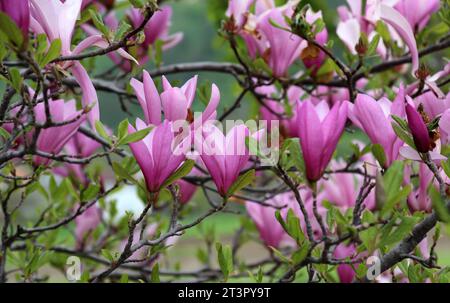 In the spring, a magnolia tree blooms in the garden Stock Photo