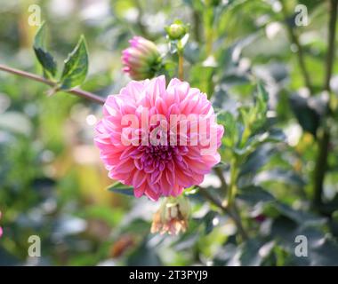 Garden dahlias (Dahlia pinnata) bloom in the flower garden at the end of summer Stock Photo