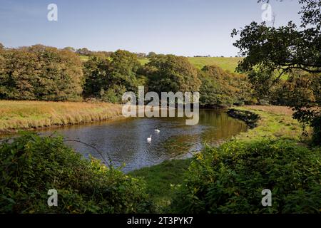 Two Mute Swans swim along a section of rural river in a wooded valley. The River Fowey, Cornwall. Stock Photo