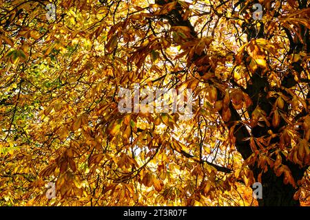Autumnal leaves of the tree Aesculus hippocastanum, the horse chestnut, is a species of flowering plant in the soapberry and lychee family Sapindaceae Stock Photo