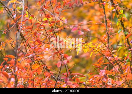 Beautiful bright autumn color close up background in Austin, Texas Stock Photo