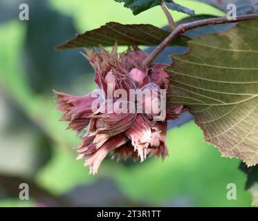 Fruits ripen on the branch of a hazelnut tree Stock Photo