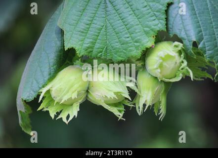 Fruits ripen on the branch of a hazelnut tree Stock Photo