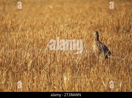 Phasianus colchicus running on stubble in summer Stock Photo