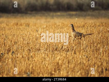 Phasianus colchicus running on stubble in summer Stock Photo