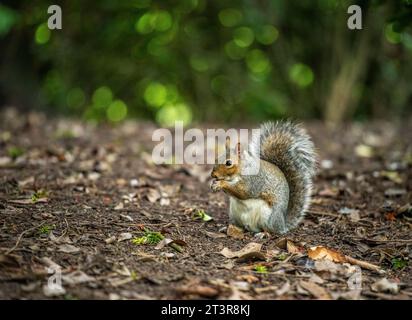 Environmental portrait of a feeding grey squirrel (Sciurus carolinensis) in a Manchester park, England, UK Stock Photo