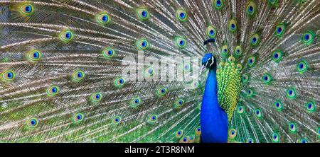 Peacock portrait - Beautiful colourful peackock feather, nobody, isolated. Stock Photo