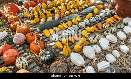 English Pumpkins and Squash varieties on display at a typical UK farm shop. Precise attractive autumnal produce display in greenhouse with straw base Stock Photo