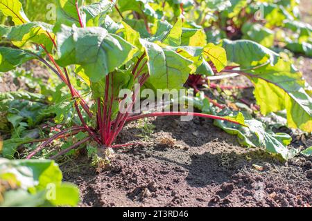 The beetroot grows in the soil in the garden on a bright sunny day. Agriculture. Stock Photo
