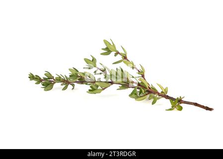 Fresh sprig of thyme on a white background. Copy space. Stock Photo