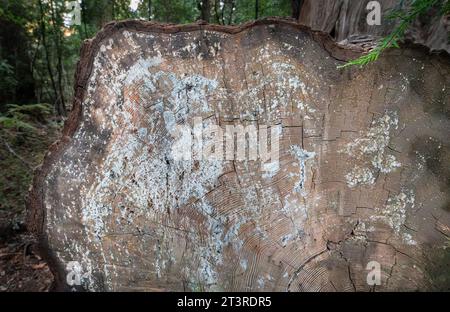 Cross section of a redwood tree trunk showing the rings with lichen growing on it Stock Photo