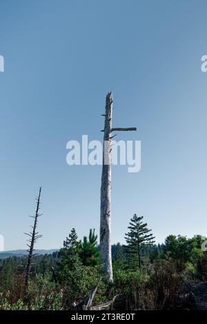 Dead tree covered in woodpecker holes filled with acorns against a blue sky Stock Photo