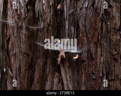 Spiderweb in the bark of a redwood tree Stock Photo