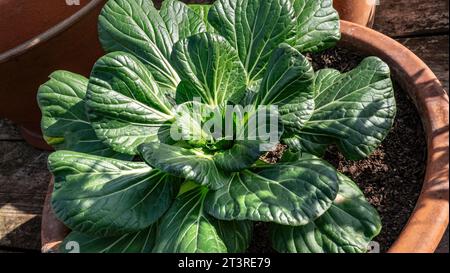 TATSOI in a terracotta pot. Tatsoi is an Asian variety of Brassica rapa grown for greens. Also called tat choi, it is related to bok choi vegetables Stock Photo