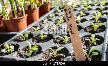 Clary Bouquet Mixed (Salvia horminum) pricking out with wood  strip identification label, in a sunny garden greenhouse. Surrey Kitchen Garden greenhouse allotment UK Stock Photo