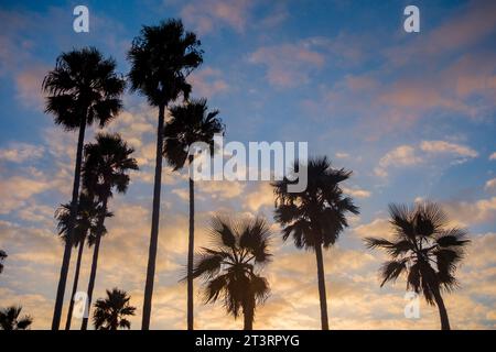 Palm tree Silhouettes in Venice Beach, CA. scattered clouds and an orange sunset over the pacific ocean in Los Angeles. Stock Photo