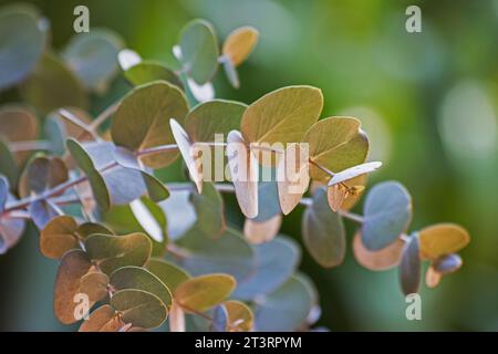 Silver dollar eucalyptus (Eucalyptus perriniana) branch and leaves on natural background Stock Photo