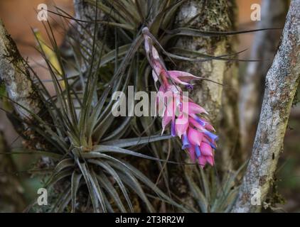 Tillandsia aeranthos plant,  bromeliad, air plant on a tree on a natural background Stock Photo
