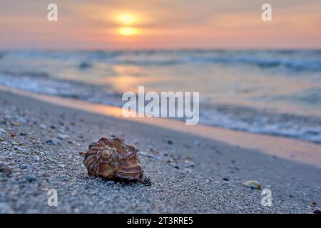 sunrise with shells on the beach at the Black Sea Stock Photo