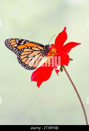 Side view of a monarch butterfly (danaus plexippus) feeding on a red dahlia flower - plain green background Stock Photo