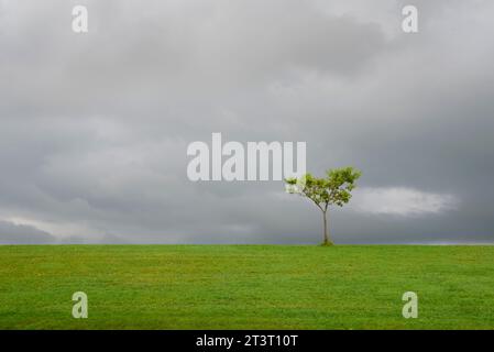 Lone tree in a grassy field on an overcast day.. Stock Photo