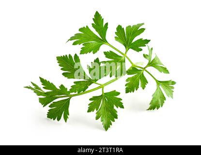 Green leaves of parsley isolated on white, top view. Stock Photo