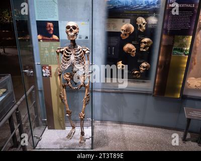 Human skulls at an exhibit at the American Museum of Natural History in New York, NY  on October 16, 2023. Photo by Francis Specker Stock Photo