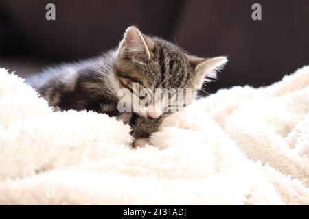 heartwarming image captures the essence of tranquility as a tiny, adorable kitten peacefully slumbers. The soft, innocent face of the kitten radiates Stock Photo