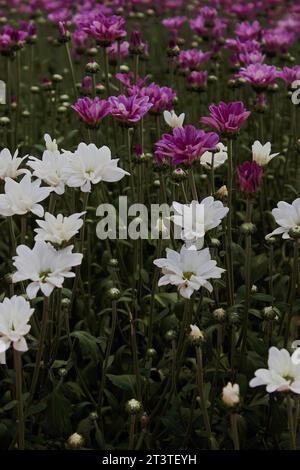 Chrysanthemum flowers, in white and violet colors, a plant from the Asteraceae family, cultivated in a cut flower production system by producers in th Stock Photo