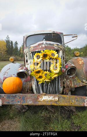 An old broken down antique truck sits in grass as a prop for decorations using flowers and pumpkins in north Idaho. Stock Photo