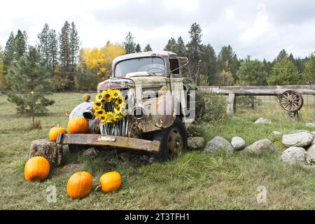 An old broken down antique truck sits in grass as a prop for decorations using flowers and pumpkins in north Idaho. Stock Photo