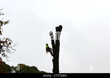 Arborist (tree surgeon) on a tree inside Parc du Cinquantenaire (Jubelpark) –  Brussels, Belgium – 25 October 2023 Stock Photo