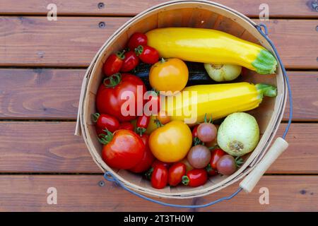 Overhead view of produce basket full of freshly picked ripe garden vegetables including yellow zucchini, lemon cucumbers and an assortment of tomatoes Stock Photo