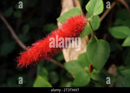 Beautiful nature, beautiful red fluffy floral plant outside on a lovely spring day. Stock Photo