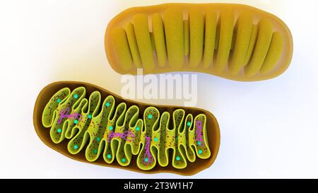 full and half cut Mitochondria in the white background 3d rendering Stock Photo