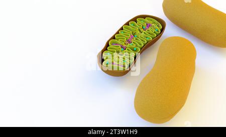 full and half cut Mitochondria in the white background 3d rendering Stock Photo