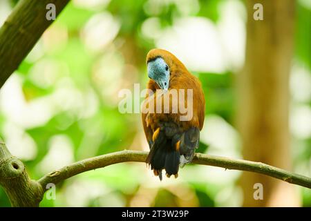 Capuchinbird, calfbird (Perissocephalus tricolor) sitting on a branch, captive, distribution south america Stock Photo