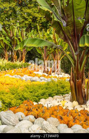 Ornamental pumpkin patch with banana plants at the Atlanta Botanical Garden in Midtown Atlanta, Georgia. (USA) Stock Photo