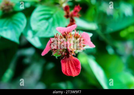 Queen Sirikit has small orange, yellow, and pink, star-shaped flowers arranged in small clusters. Mussaenda erythrophylla, Ashanti blood, red flag bus Stock Photo