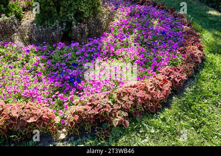 Purple petunias and Coleus or Plectranthus Scutellarioides(Flame nettle) with red-green leaves in city garden. Lush blooming colorful common garden fl Stock Photo