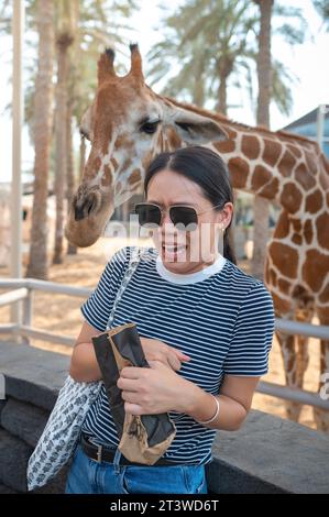 Happy young Chinese woman is watching and feeding giraffe with vegetables in Zoo. Woman is having fun with animals on a warm, sunny day Stock Photo